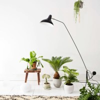DCW Mantis BS1 floor lamp
