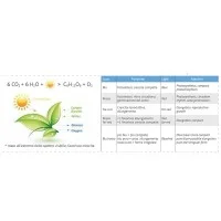Daylight Italia Lampadina LED FIORITURA Plant Flower BR30