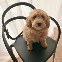 Qeeboo Loop chair Qeeboo Loop chair