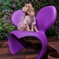 Qeeboo Don't F**k With The Mouse armchair Qeeboo Don't F**k With The Mouse armchair