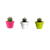 Plust vaso Rebelot Mini