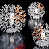 Pallucco Coral lampada da tavolo
