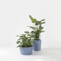 Kartell portavaso Corteza