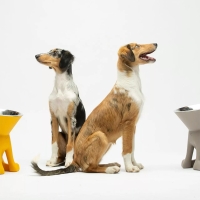 Slide x United Pets Elizabeth alzaciotola per cani