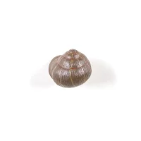 Seletti Mushroom & Snails appendiabiti lumaca