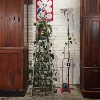 Flos Toio HL Red floor lamp halogen