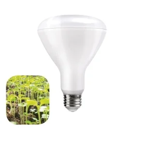 Daylight Italia Lampadina LED CRESCITA Plant Green BR30