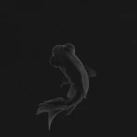 Flos Bellhop Table Lamp LED 2.5W 2700K USB rechargeable 24 hours autonomy Flos Bellhop Table Lamp LED 2.5W 2700K USB rechargeable 24 hours autonomy